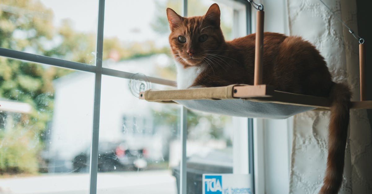 découvrez les bienfaits de la lumière du soleil pour la santé : amélioration de l’humeur, apport en vitamine d, renforcement du système immunitaire. profitez du soleil en toute sécurité avec nos conseils pratiques.